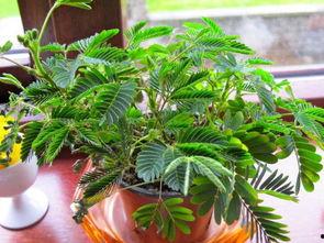 含羞草日本网,探寻神秘植物的魅力与奥秘