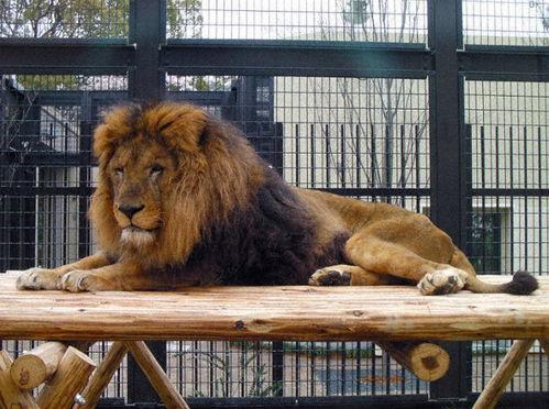 日本 狮子,神秘东方的雄狮传奇