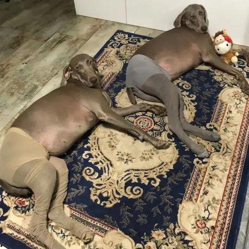 丝袜女被狗上,一场意外的情感纠葛