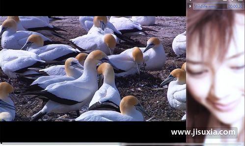 影音先锋 丝袜色先锋,影音先锋带你领略别样风情