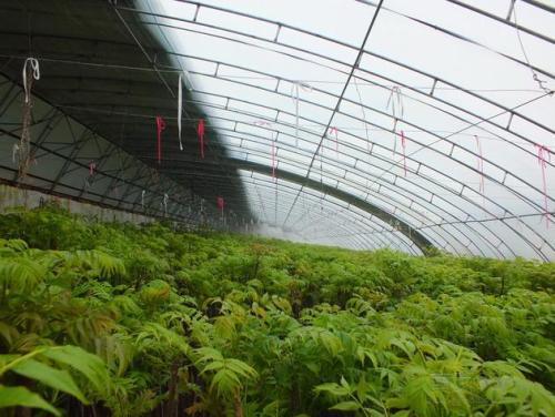 香春种植视频,视频揭秘绿色生活新时尚