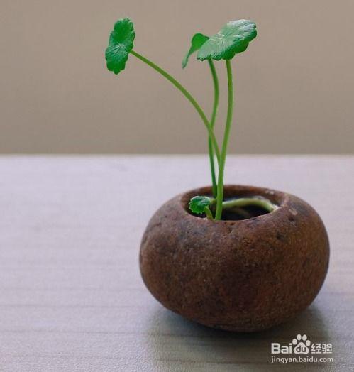 盆景制作入门视频教程,跟随视频教程轻松掌握艺术技巧