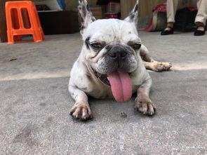 斗牛要不要 免费观看,免费观看，激情无限